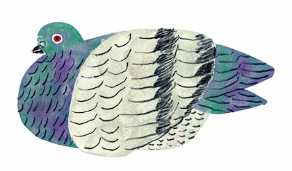 ハトのイラスト